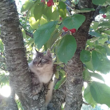 La Ferme De Loubens-Lauragais
